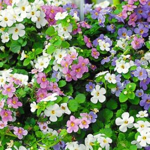 Sutera hangend - Cordata