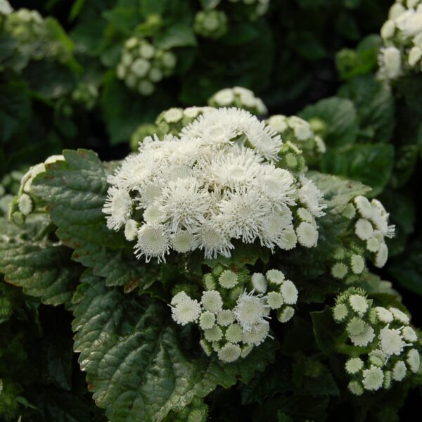 Ageratum