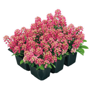 Alyssum
