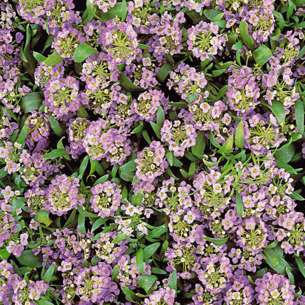 Alyssum - Afbeelding 2