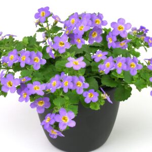 Bacopa