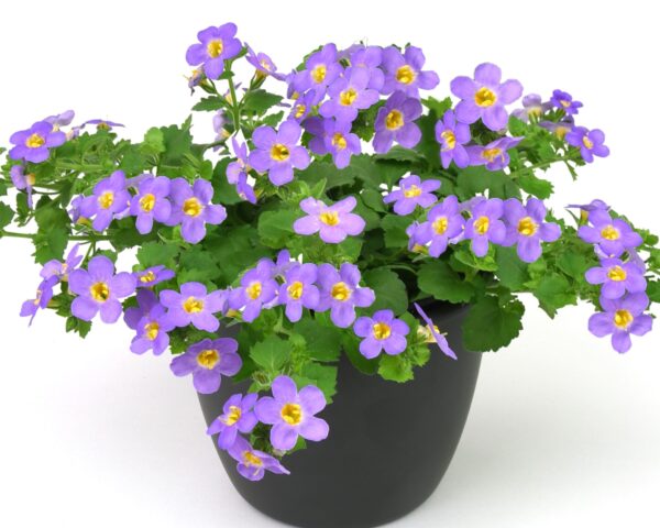 Bacopa