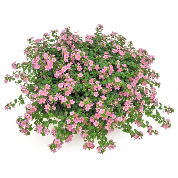 Bacopa - Afbeelding 2