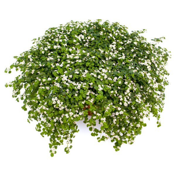 Bacopa - Afbeelding 3