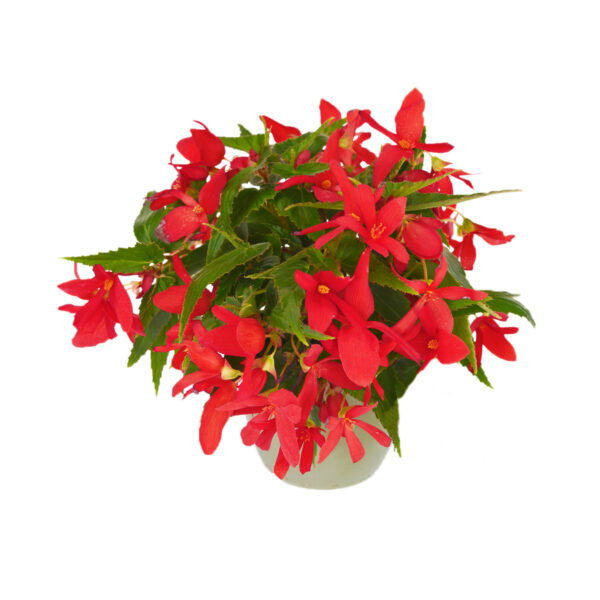 Begonia - Afbeelding 2