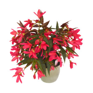 Begonia