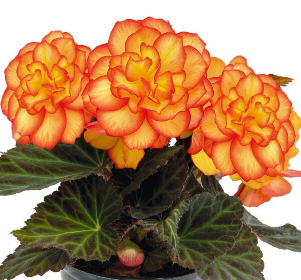 Begonia - Afbeelding 3