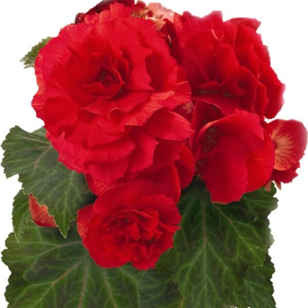 Begonia - Afbeelding 4
