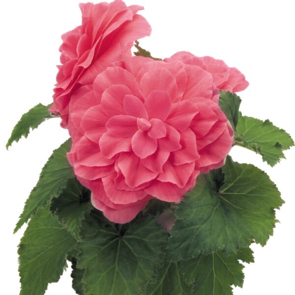 Begonia - Afbeelding 5