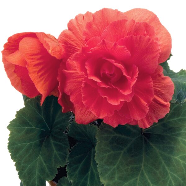 Begonia - Afbeelding 6
