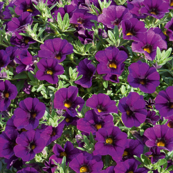 Calibrachoa - Afbeelding 2