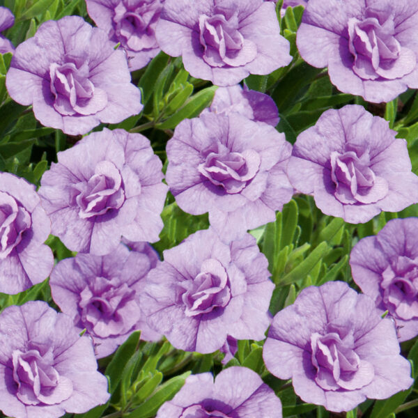 Calibrachoa - Afbeelding 3