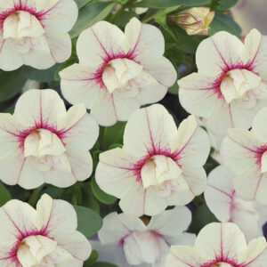 Calibrachoa