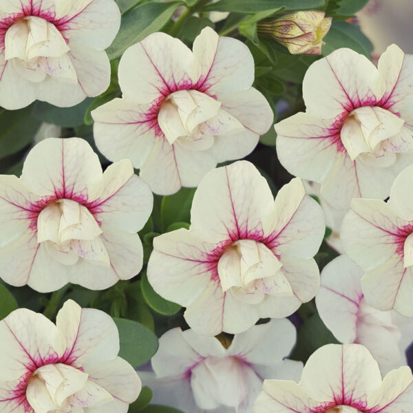 Calibrachoa