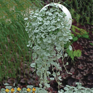 Dichondra