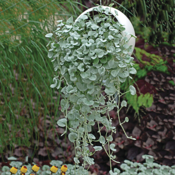 Dichondra