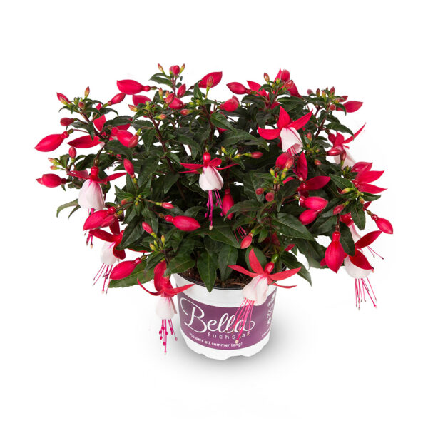Fuchsia - Afbeelding 2
