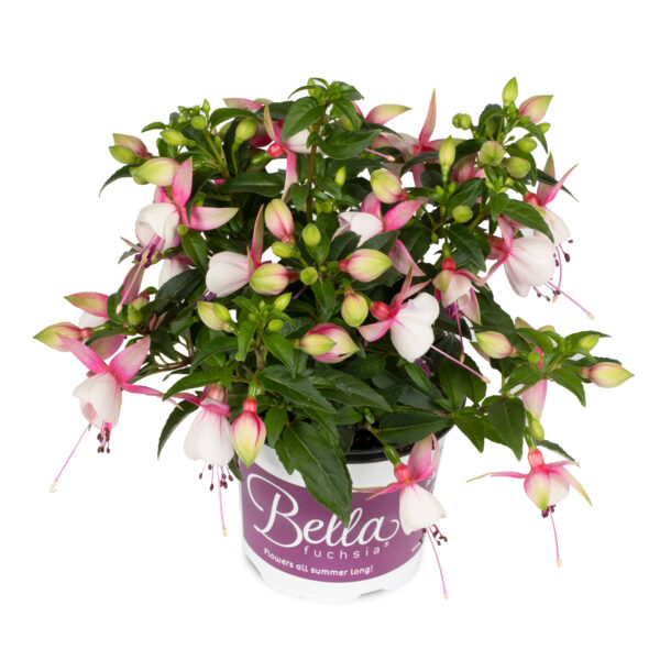 Fuchsia