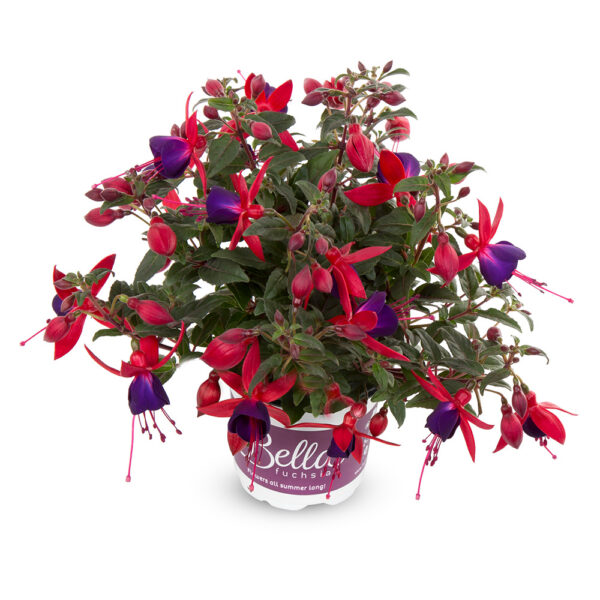 Fuchsia - Afbeelding 3