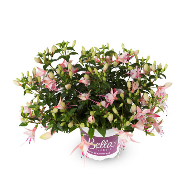 Fuchsia - Afbeelding 4