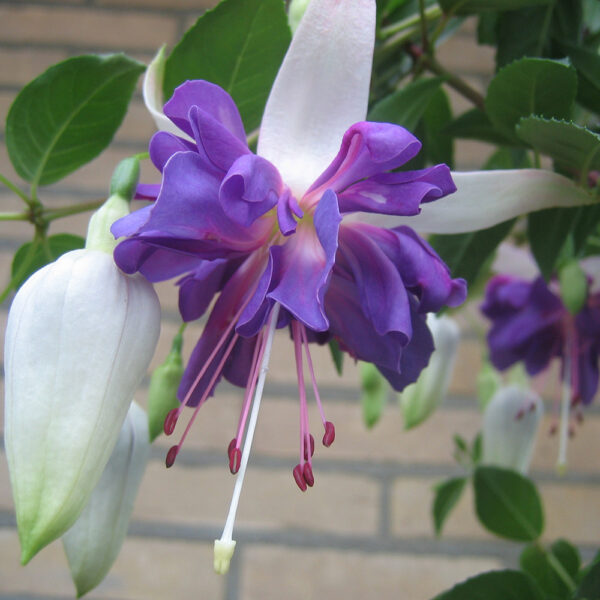 Fuchsia - Afbeelding 5