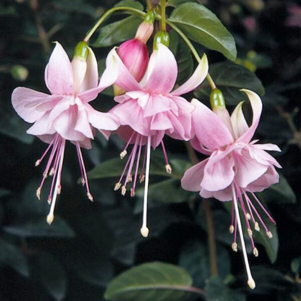 Fuchsia - Afbeelding 6