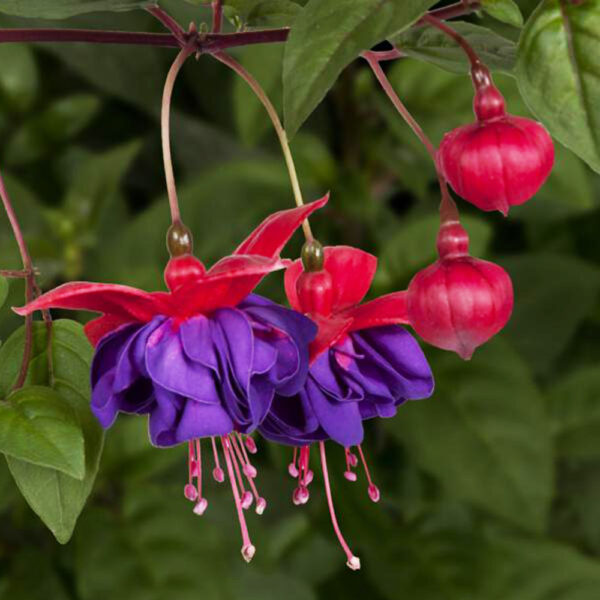 Fuchsia - Afbeelding 7