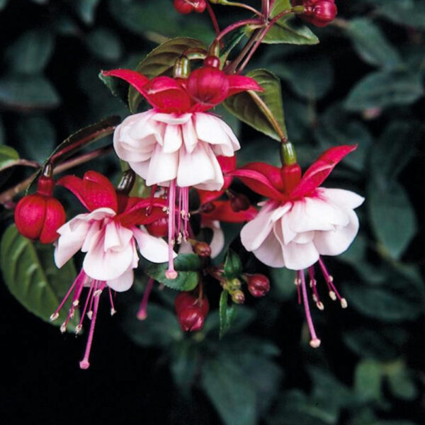 Fuchsia - Afbeelding 8