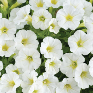 Petunia Little