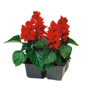 Salvia