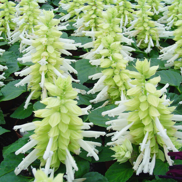 Salvia - Afbeelding 2
