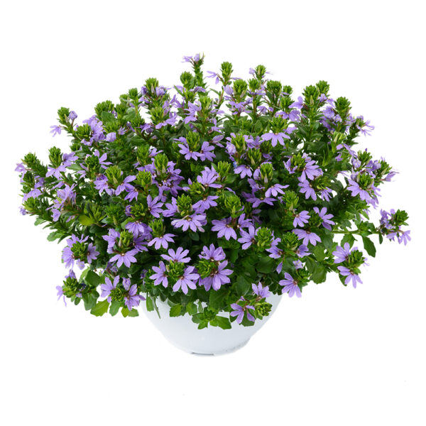 Scaevola - Afbeelding 2