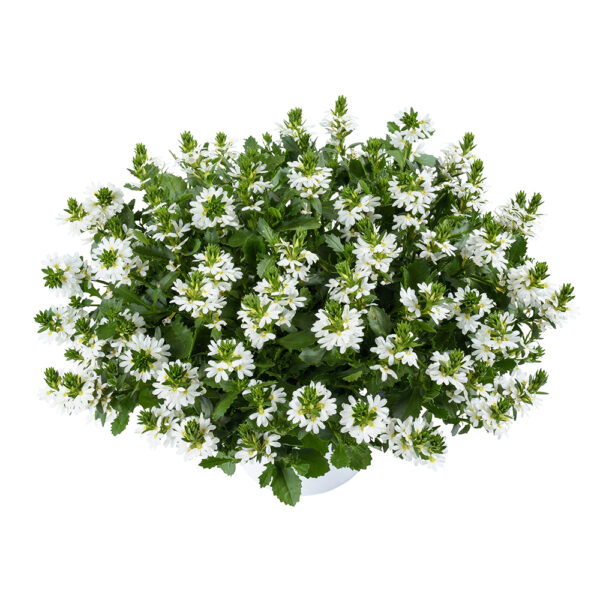 Scaevola - Afbeelding 3