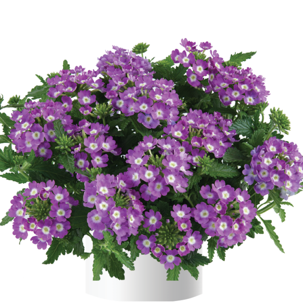 Verbena - Afbeelding 2