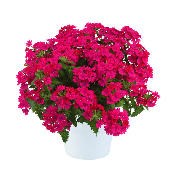 Verbena - Afbeelding 3