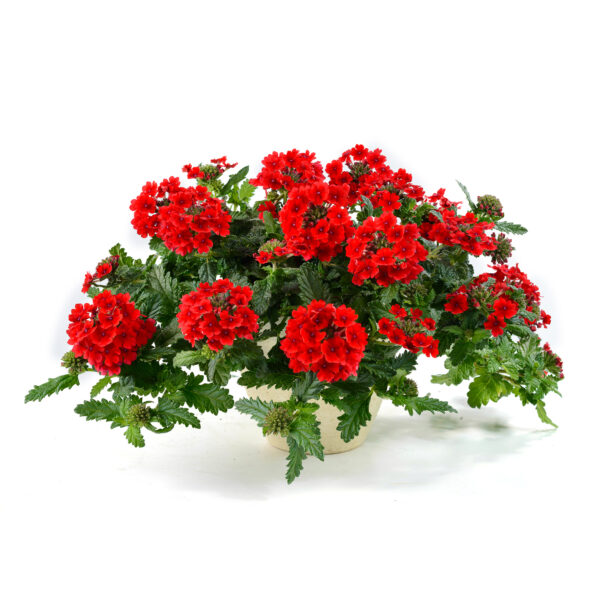 Verbena - Afbeelding 4
