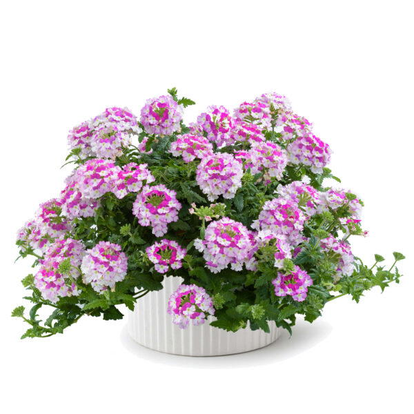 Verbena - Afbeelding 5