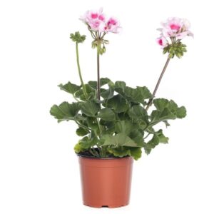 Pelargonium