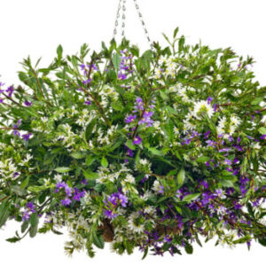 Scaevola