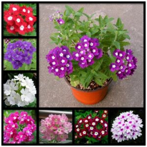 Verbena