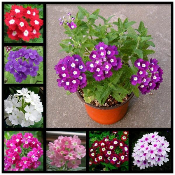 Verbena